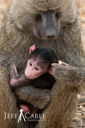 Edit-Tanzania-Migration-Tour-00782-crop