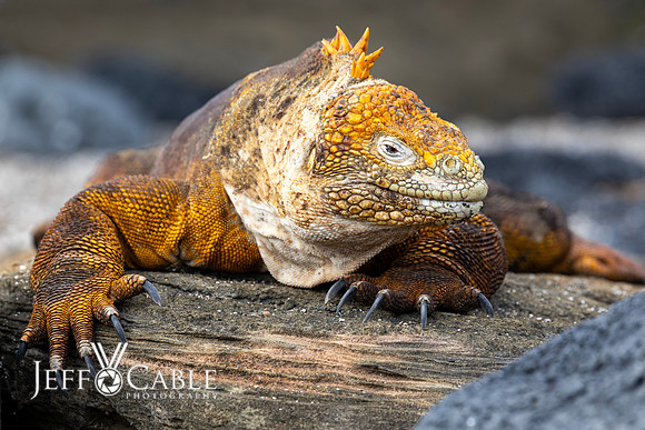 Edit-Galapagos-Photo-Tour#2-2934