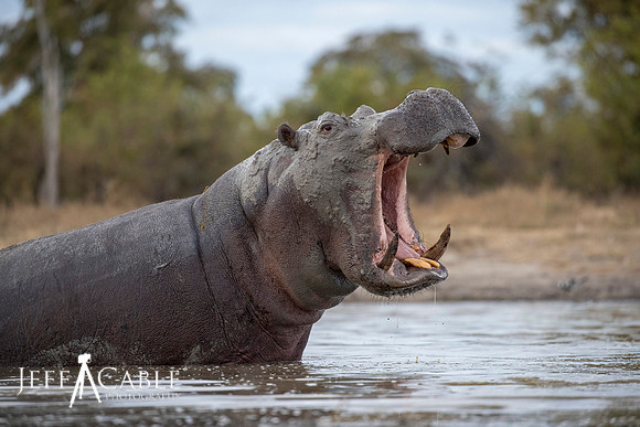 Edit_Botswana_Photo_Tour_2018_5696