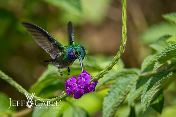 Costa Rica Photo Tours