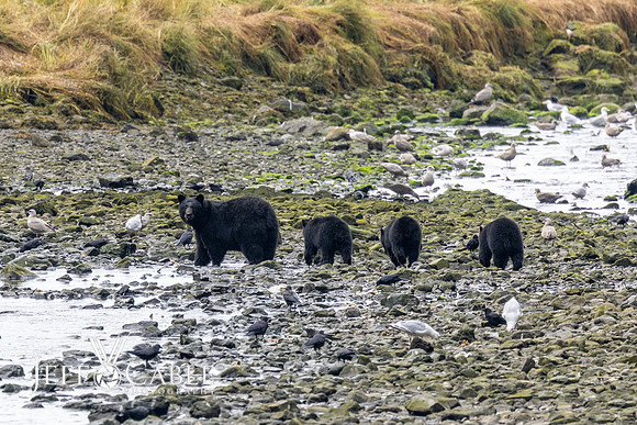 Alaska Photos
