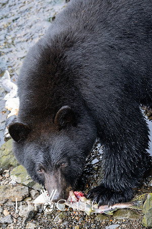 Alaska Photos