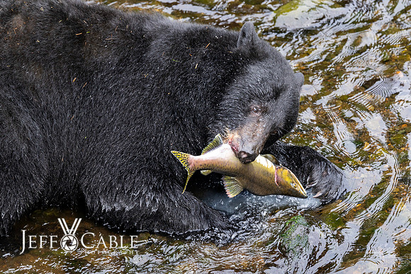 Alaska Photos
