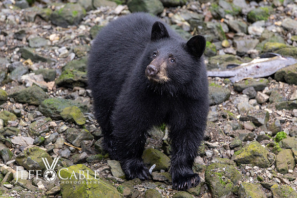 Alaska Photos