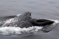 Alaska Photos
