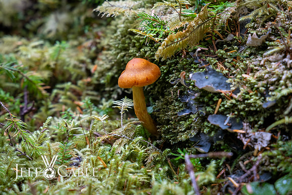 Alaska Photos