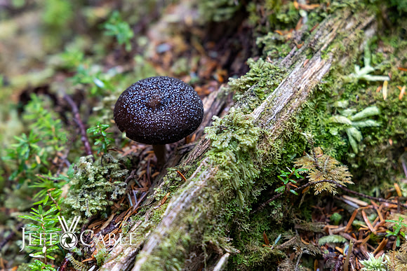 Alaska Photos