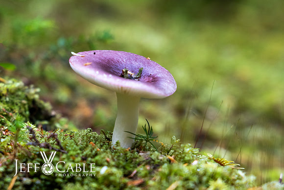Alaska Photos