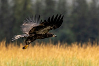 Alaska Photos
