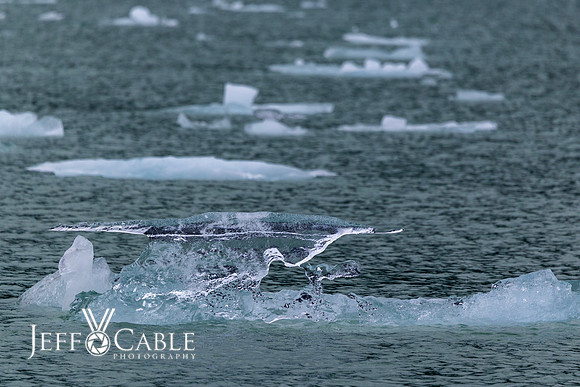 Alaska Photos