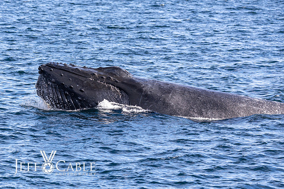 Alaska Photos