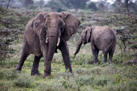 Gentle Giants