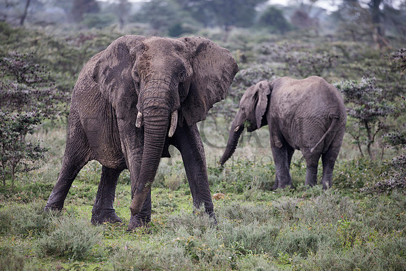 Gentle Giants
