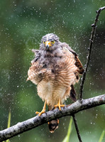 Hawk Shake