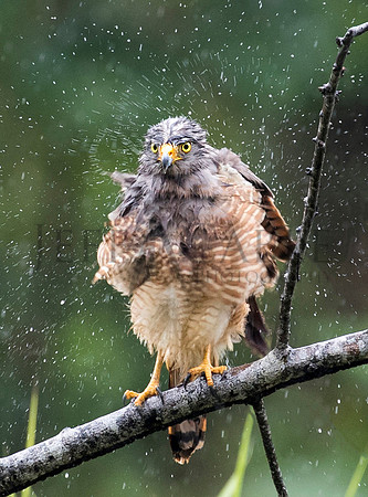 Hawk Shake