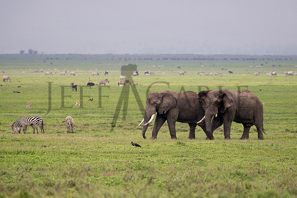 Tanzanian Habitat