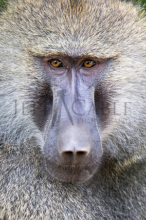 Baboon Stare Down