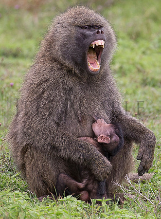 Baboon Love