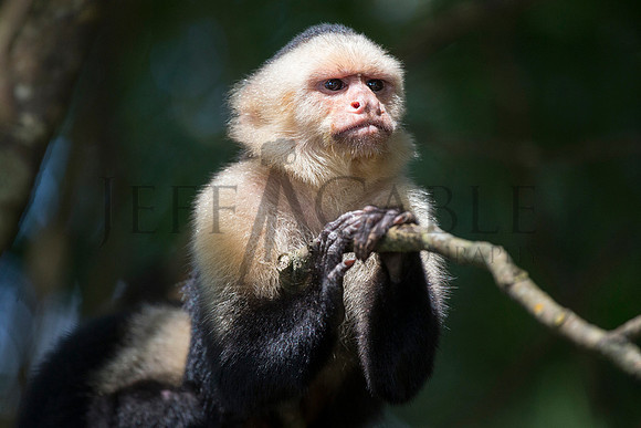 White Faced Monkey