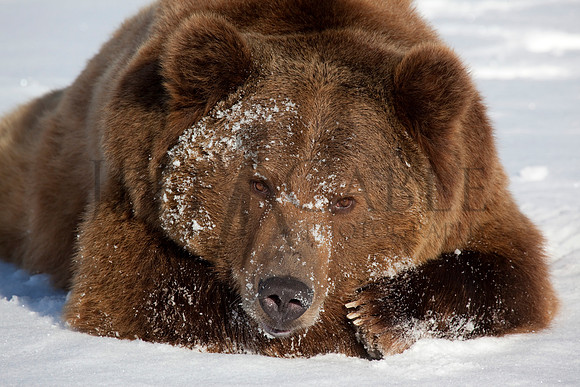 Grizzly Teddy Bear