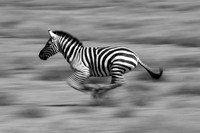African Zebra