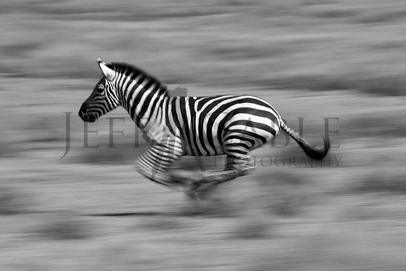 African Zebra