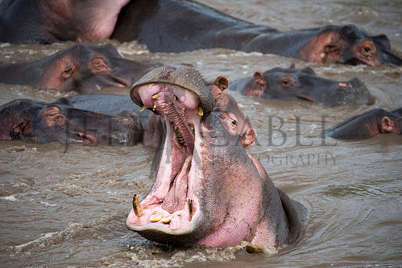 Hippo Mouth