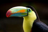 Tucan