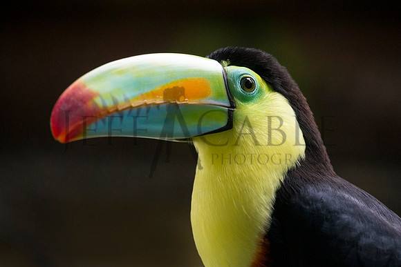Tucan