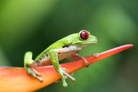 Red eye Tree Frog