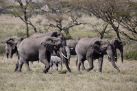 Elephant Herd