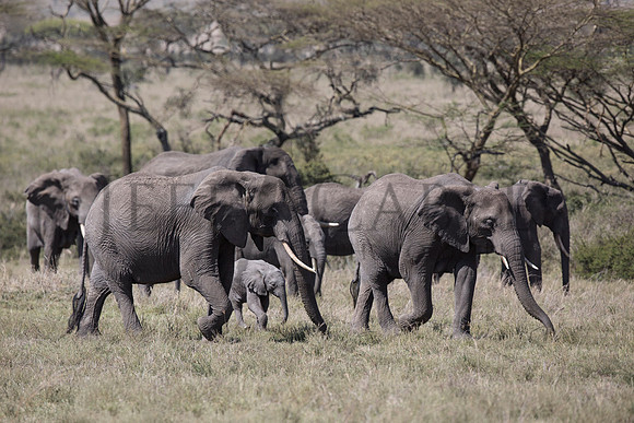 Elephant Herd