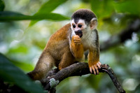 Costa Rica Monkey