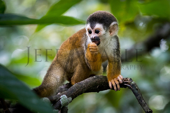 Costa Rica Monkey