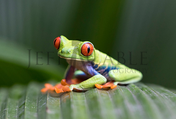 Tree Frog - Costa Rica