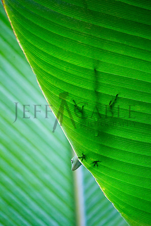 Lizard Leaf