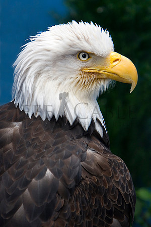 Alaskan Eagle