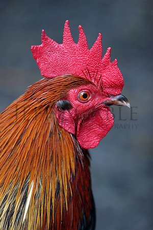 Maui Chicken