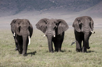 Elephant Head On