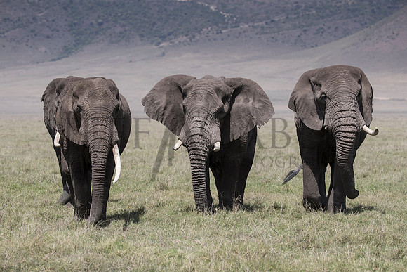 Elephant Head On