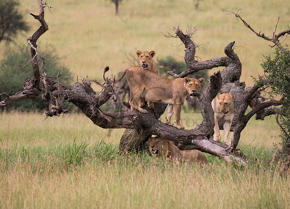 Lions in the wild