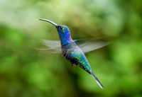 Hummingbird Beauty