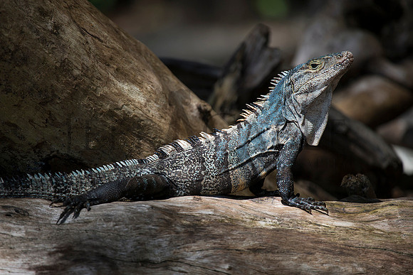 Costa Rican Iguana