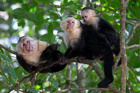 Monkey Clan
