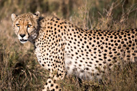 Cheetah