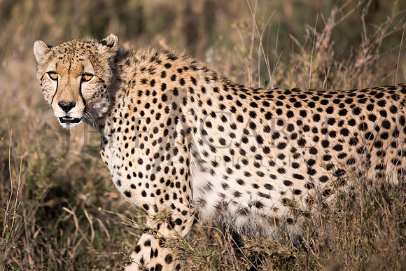 Cheetah