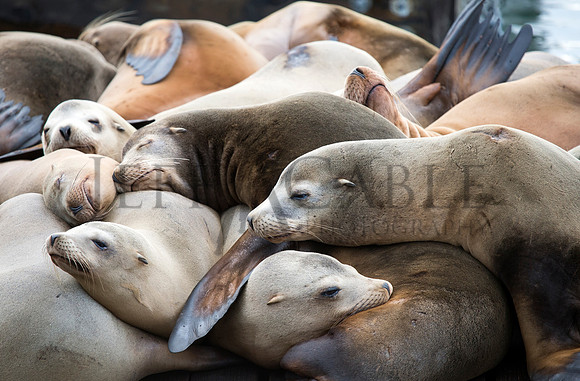 California Sea Lions