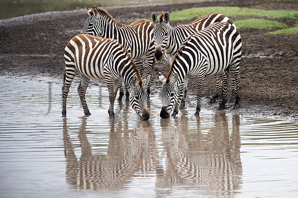 Zebra Reflection