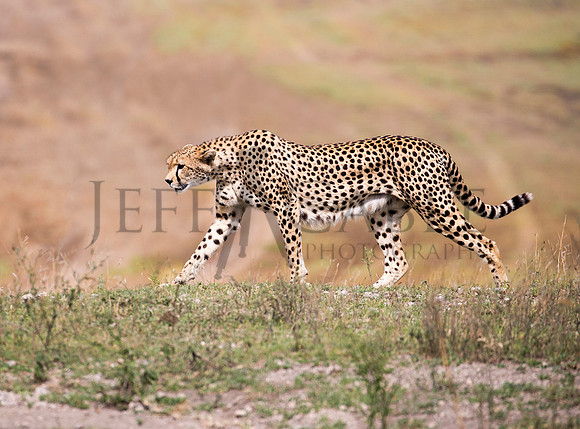 Cheetah Walk