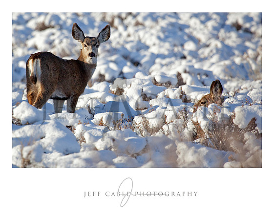 Hiding Deer